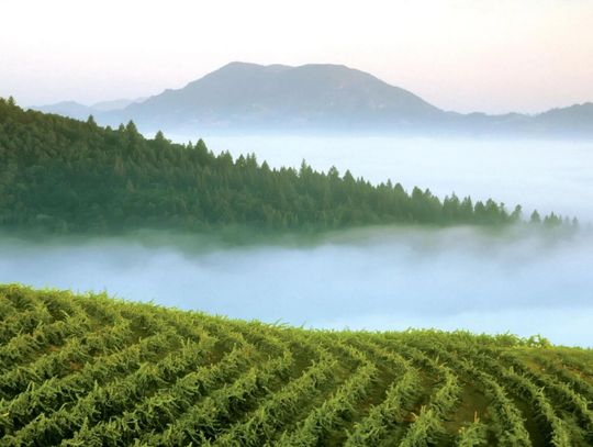 Wineries & Tasting Rooms